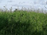 IMG_20250607_093624